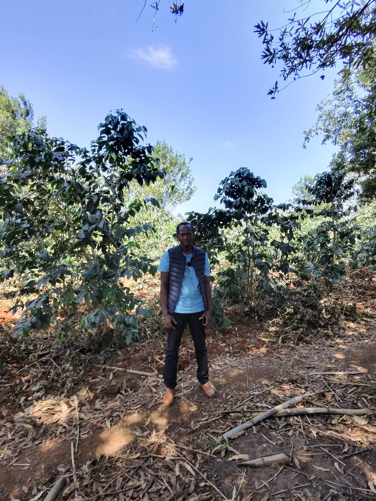 Kagunyu Coffee Factory team among coffee trees, Nyeri, February 2026